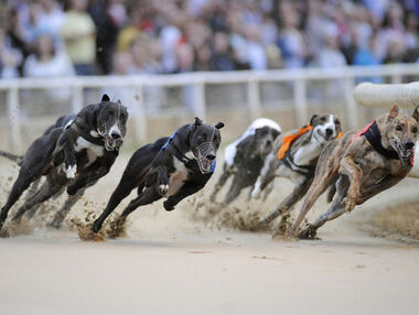 Greyhounds jpg